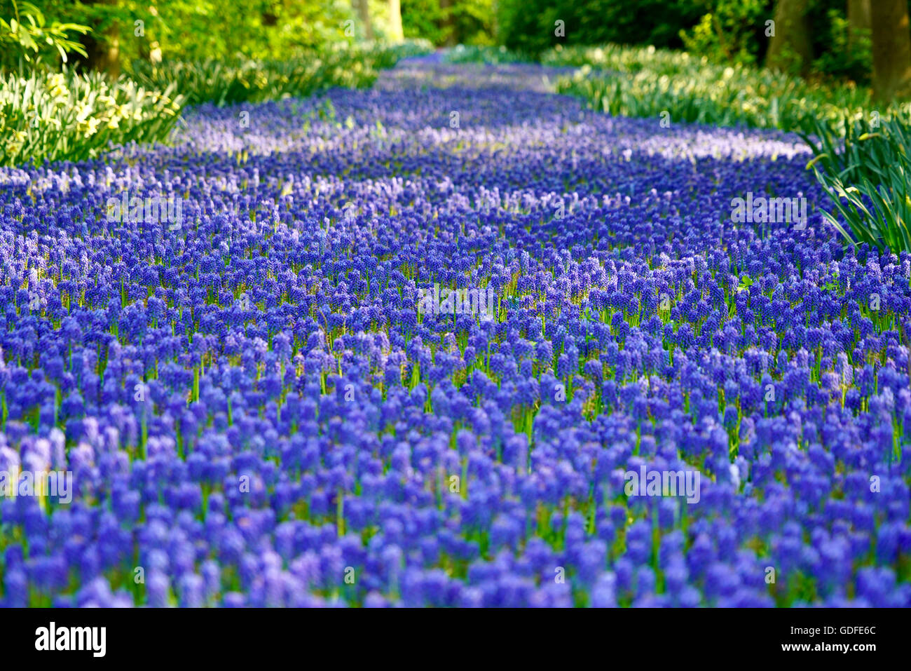 Purple Daffodils