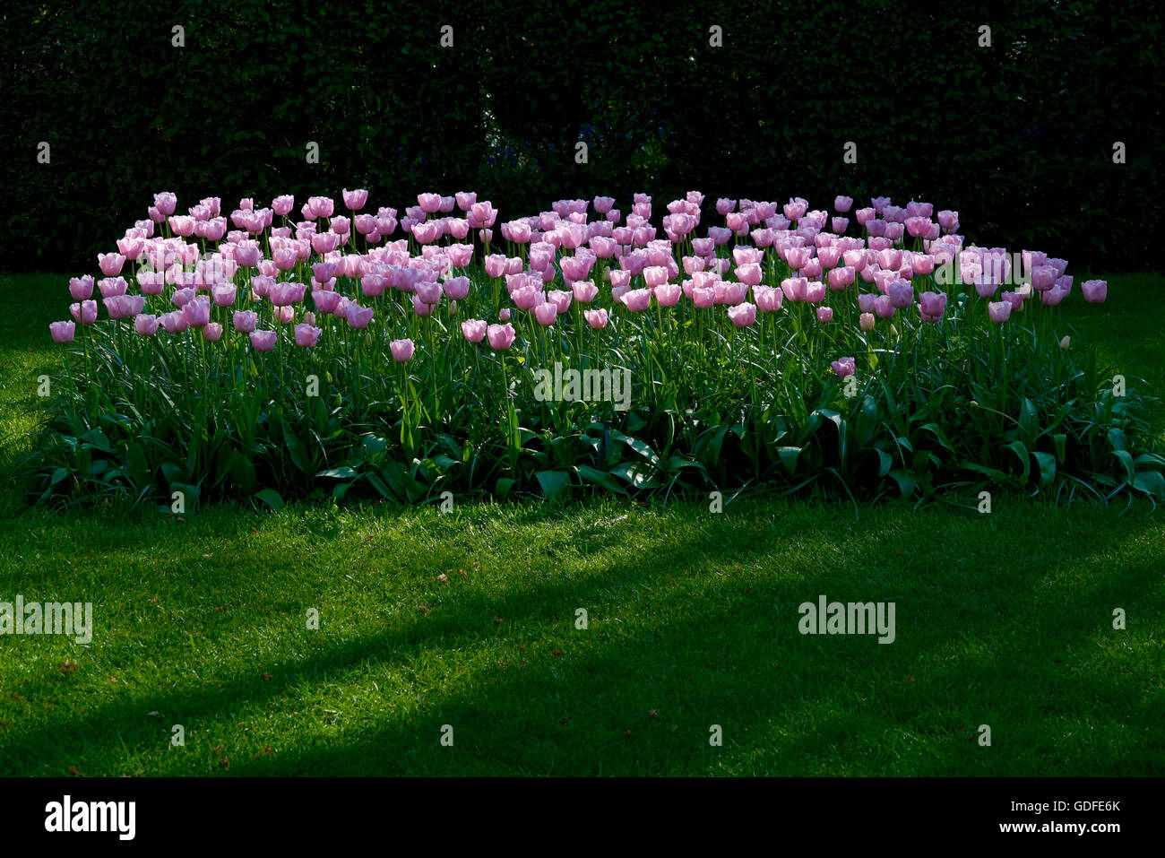 field of pink tulips Stock Photo - Alamy
