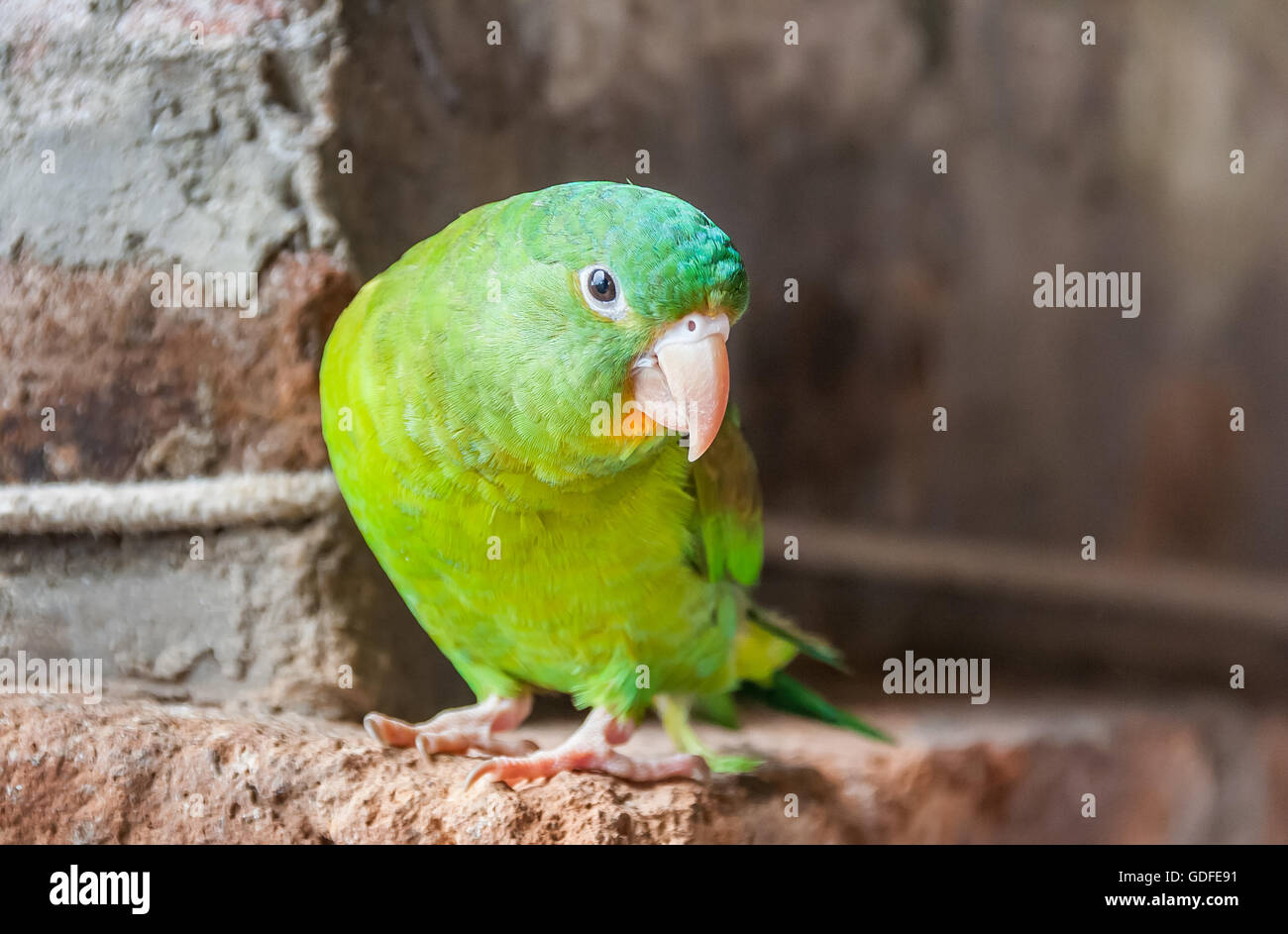 A little green lovebird in Costa Rica Stock Photo