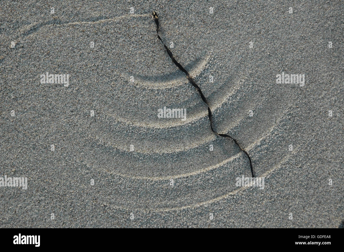 A string of eelgrass has drawn a pattern in the sand as the wind has moved it forth and back like a viper. Stock Photo