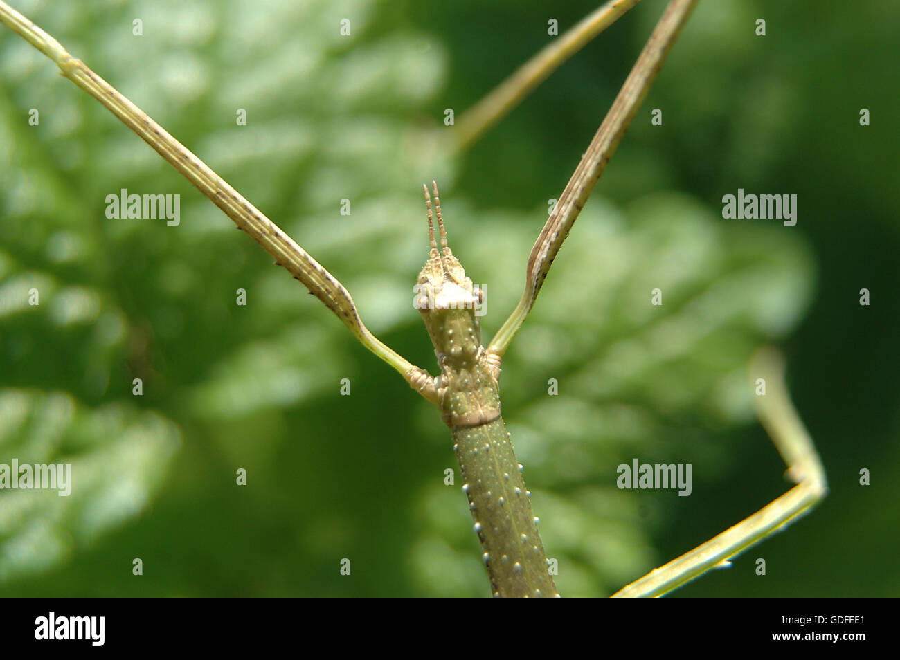 Stick insect walks on leaves of lemon balm Stock Photo Alamy