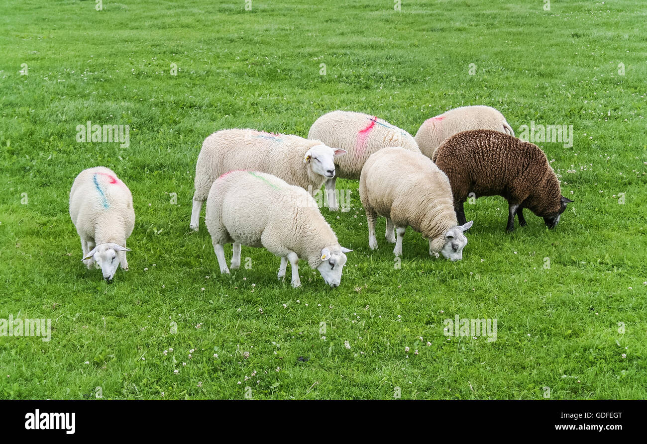 Marking sheep with paint hires stock photography and images Alamy