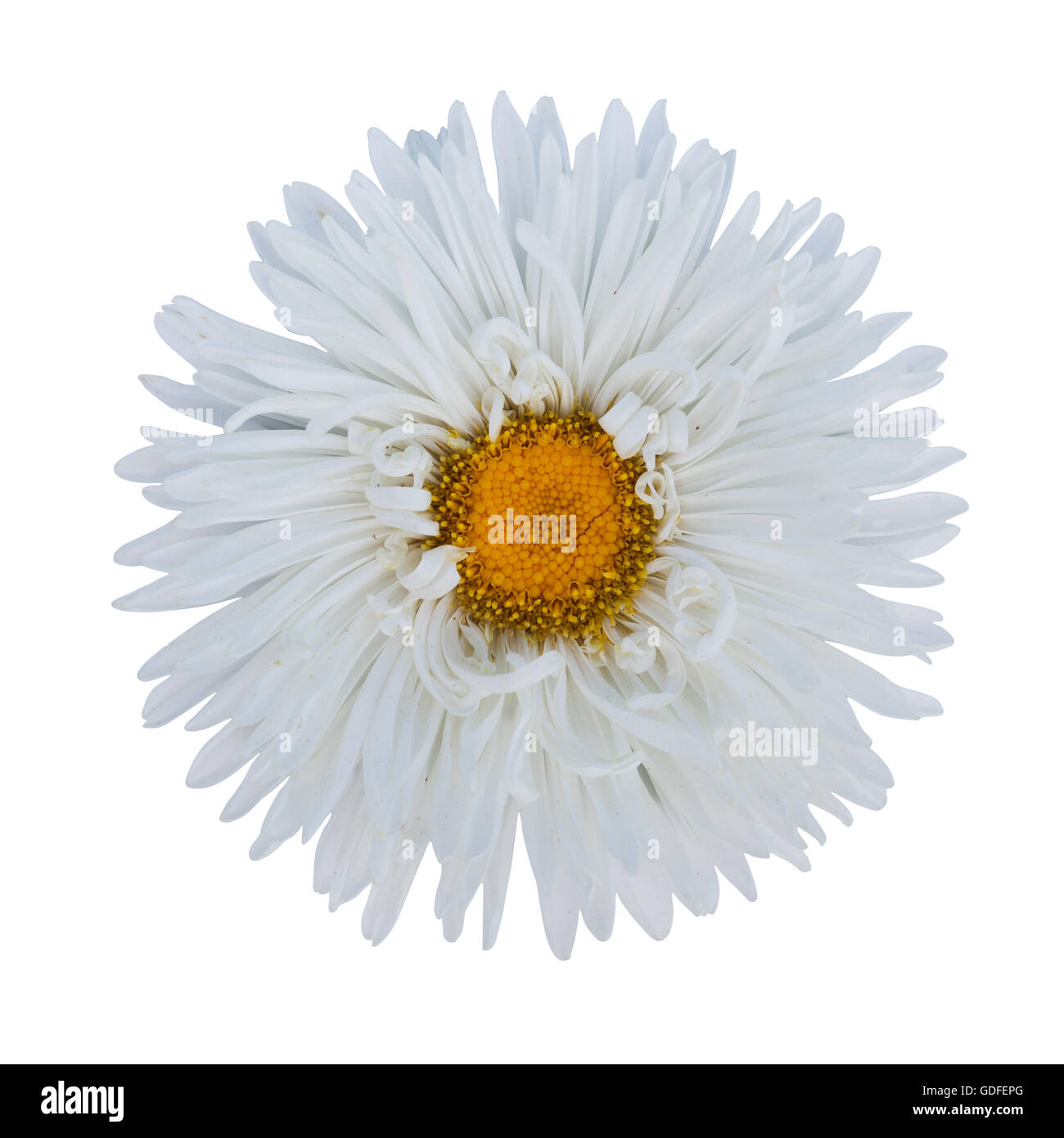 white  daisy flower isolated on white background Stock Photo