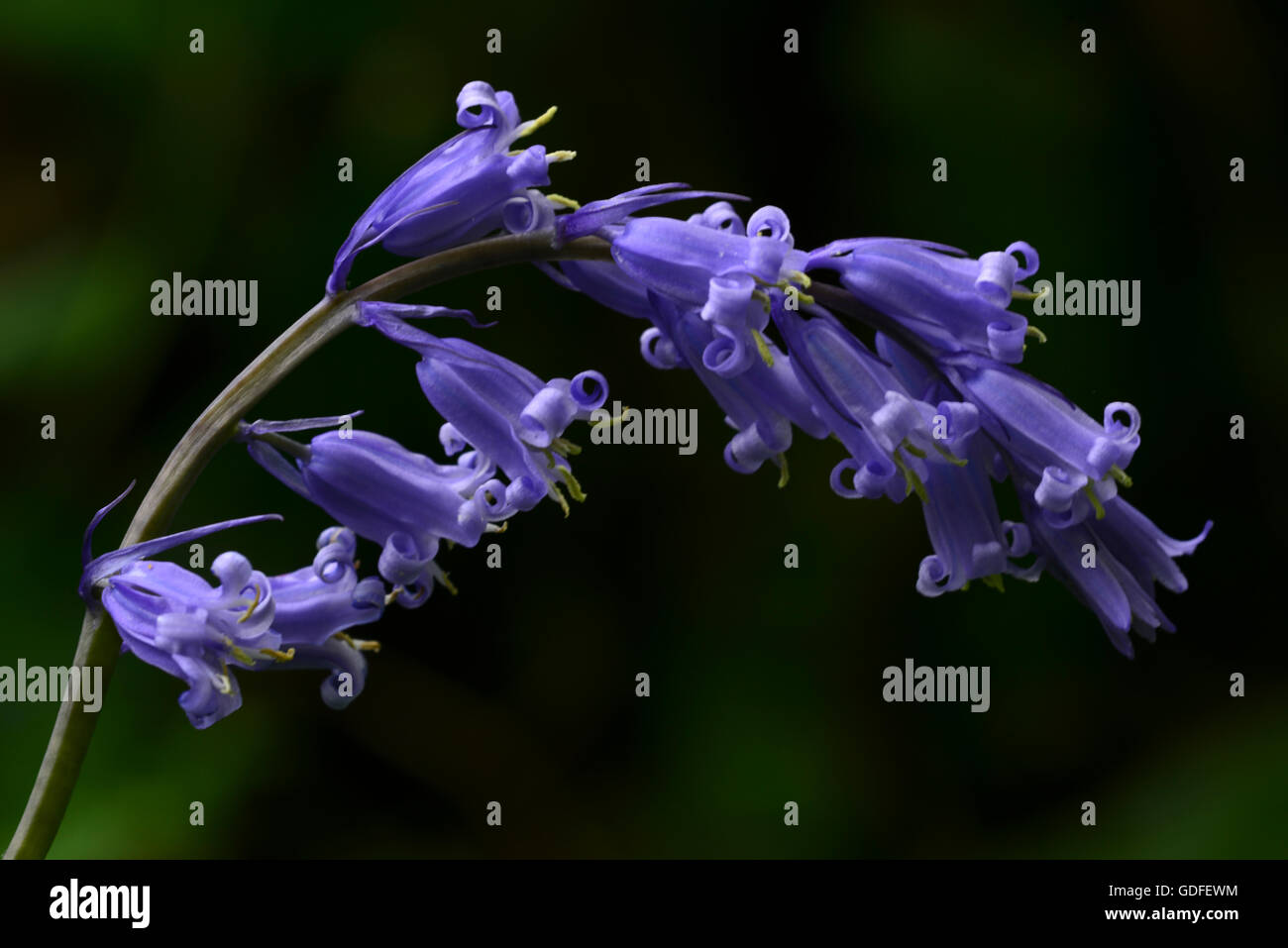 Bluebell flower UK Stock Photo