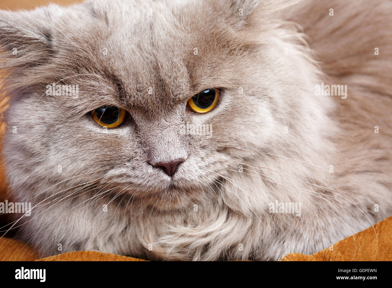 portrait of gray cat with yellow eyes Stock Photo - Alamy