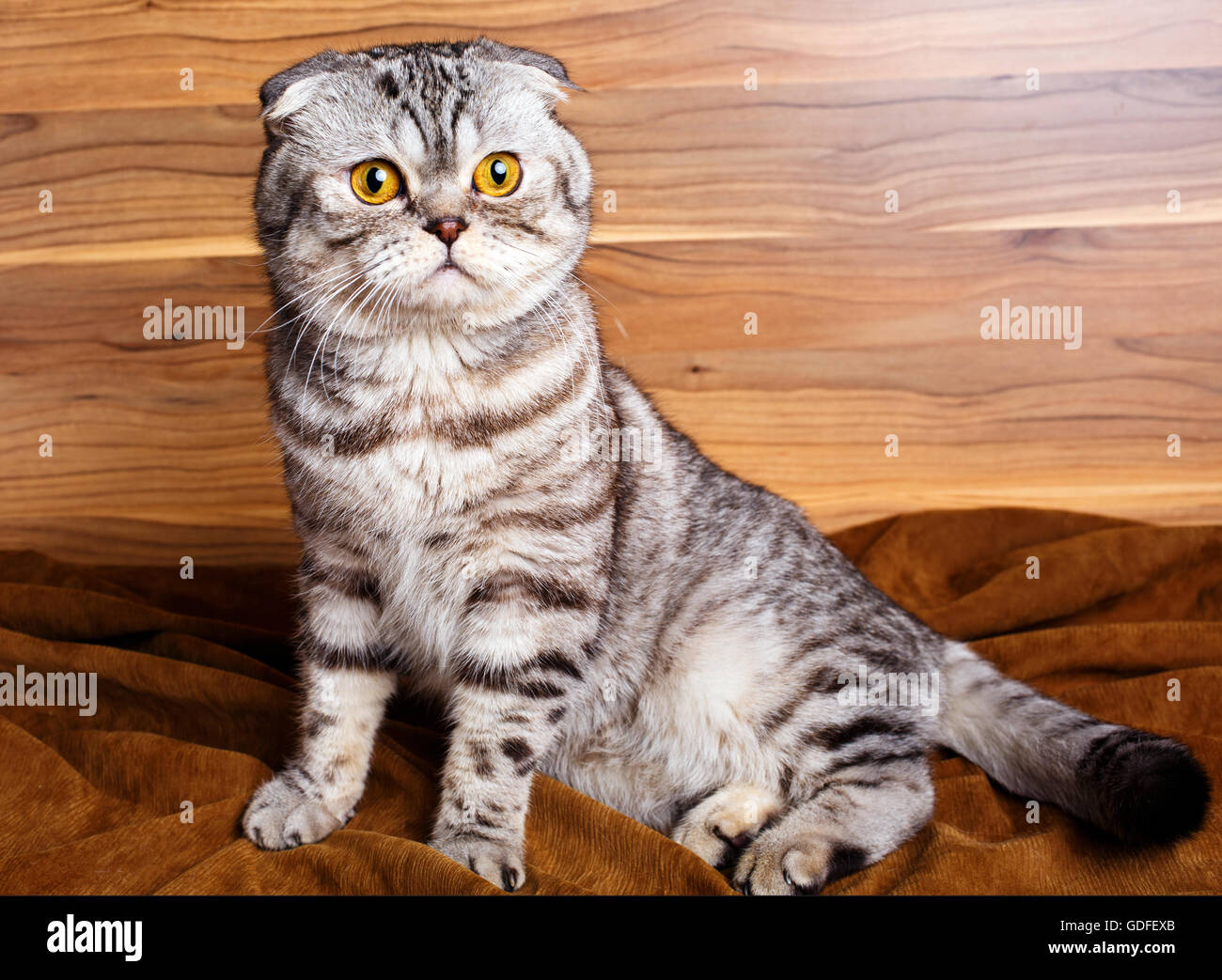 bicolor stripes cat with yellow eyes Scottish Fold Stock Photo