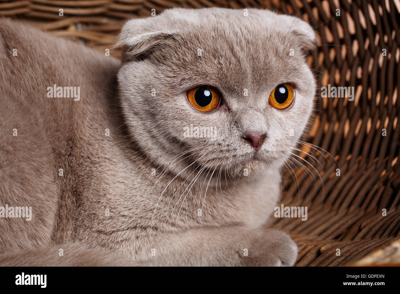 portrait of gray cat with yellow eyes Scottish Fold Stock Photo