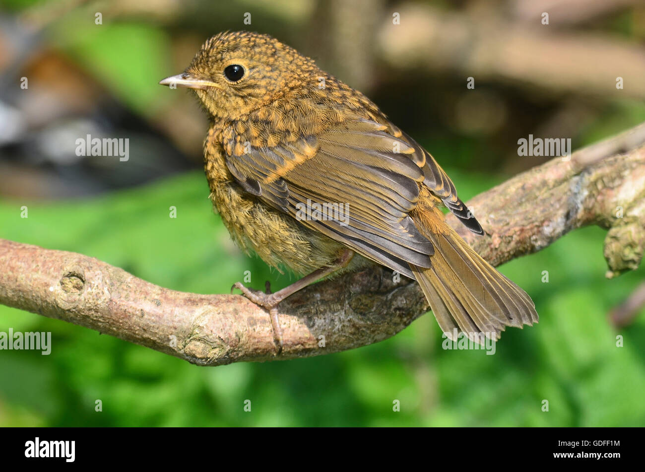 Fledgling robin perched. Dorset, UK Stock Photo