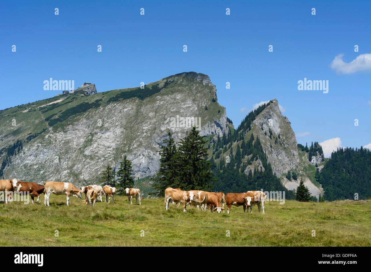 St. Wolfgang: Cows on the Vormaueralm at Schafberg, Austria, Oberösterreich, Upper Austria, Salzkammergut Stock Photo