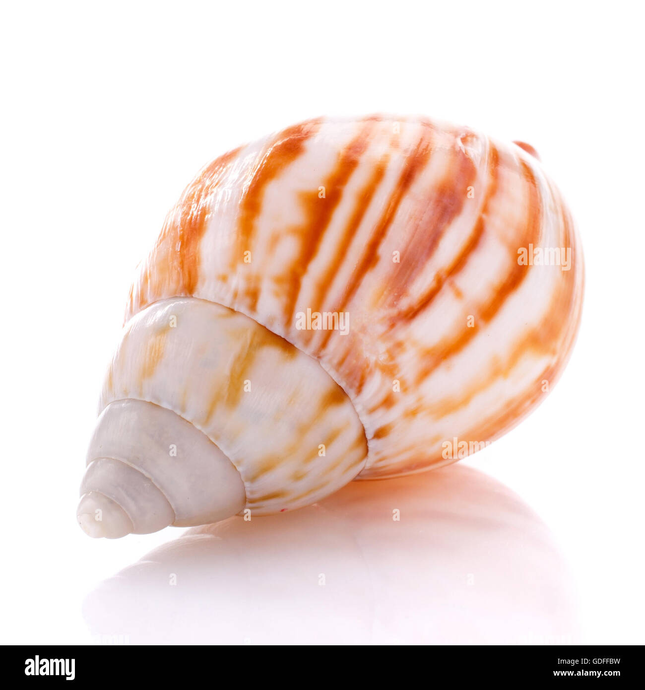 Sea shell isolated on white background Stock Photo - Alamy