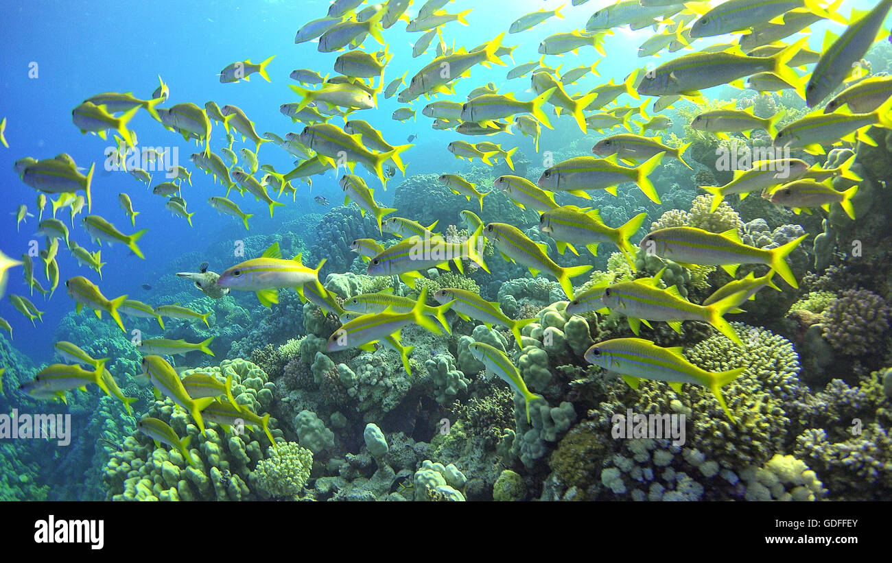 Tropical Fish on Vibrant Coral Reef, underwater scene Stock Photo - Alamy