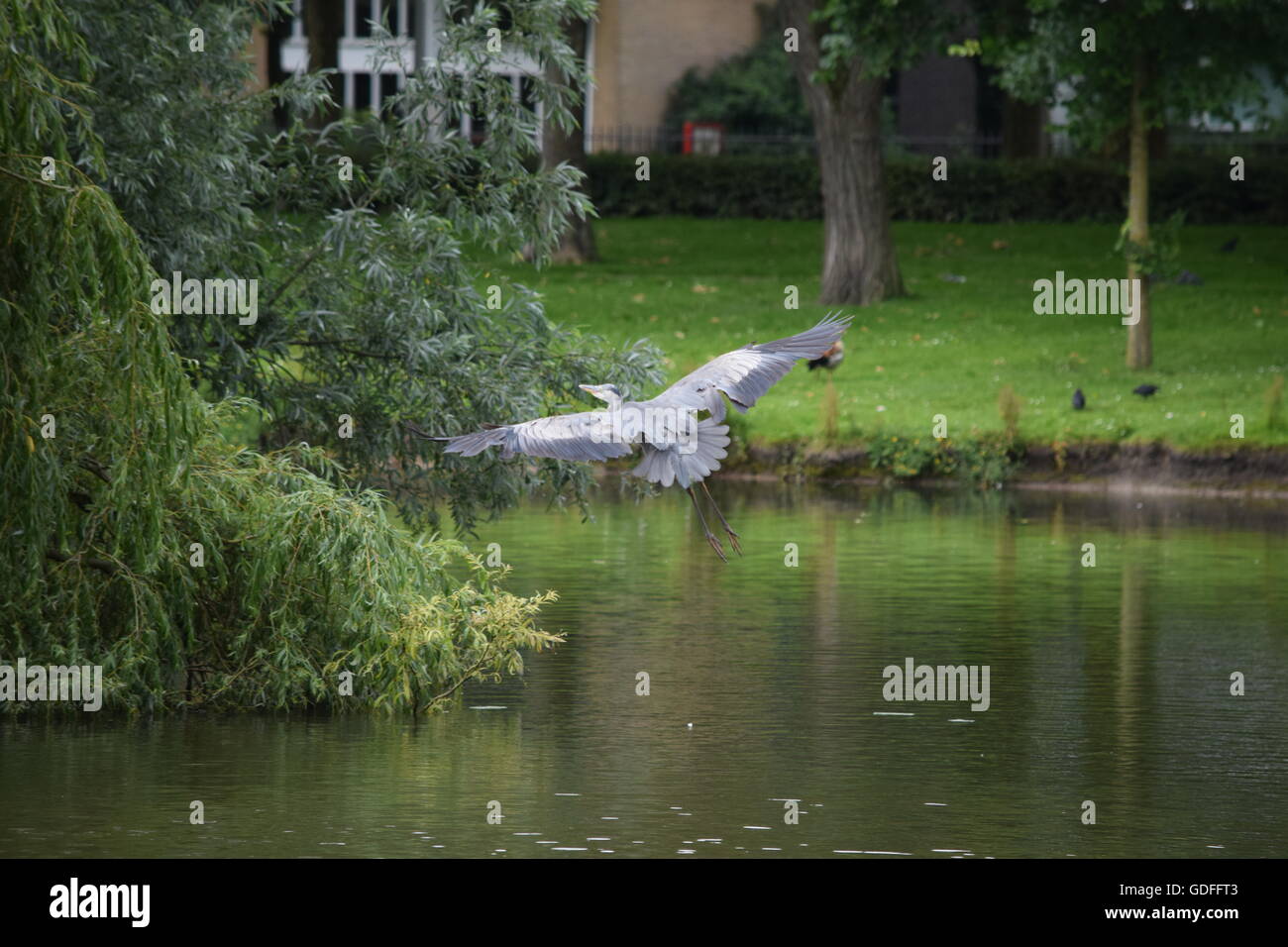 Heron flying to a tree Stock Photo