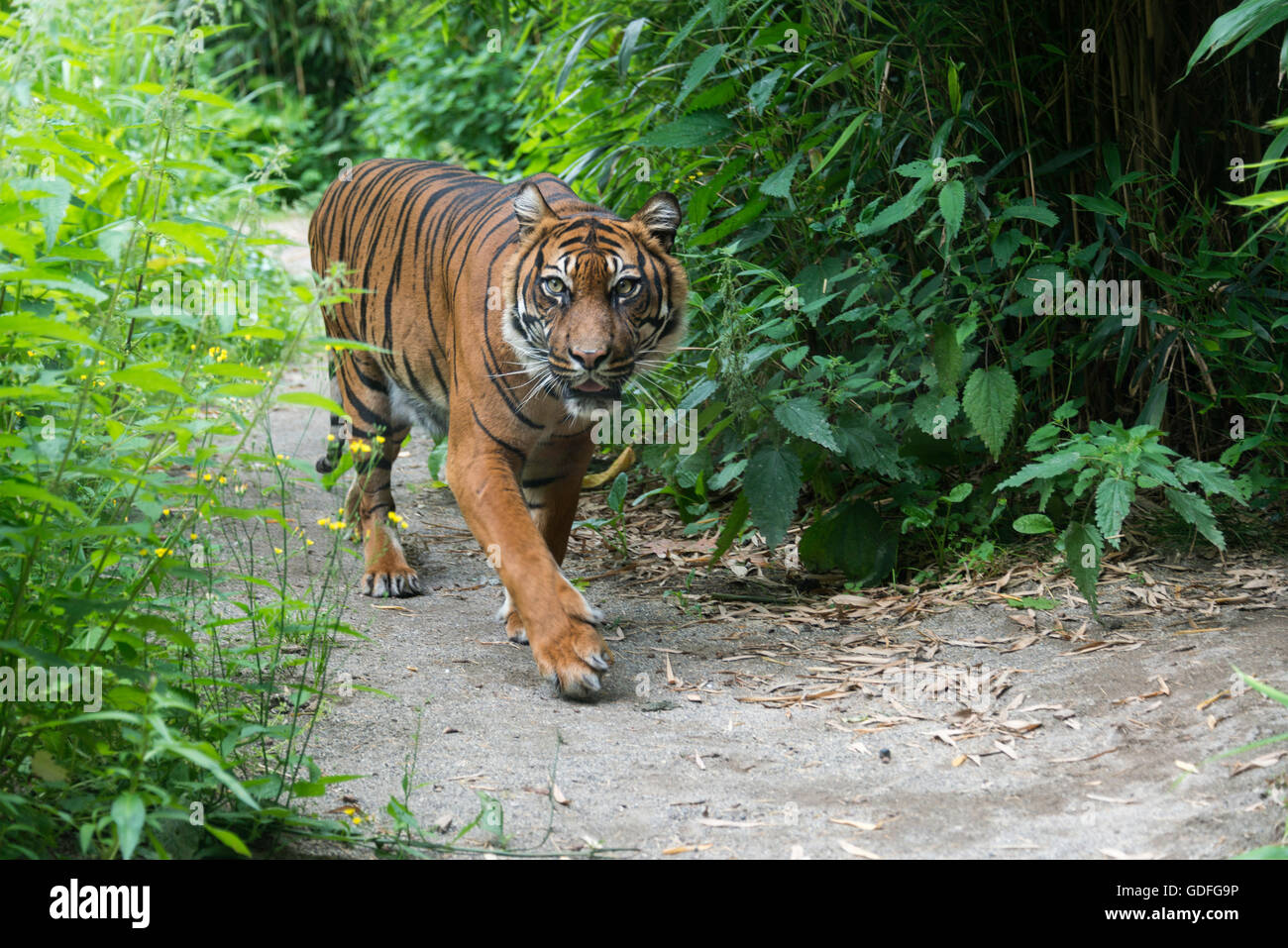 walking Sumatran tiger (Panthera tigris sumatrae) Stock Photo