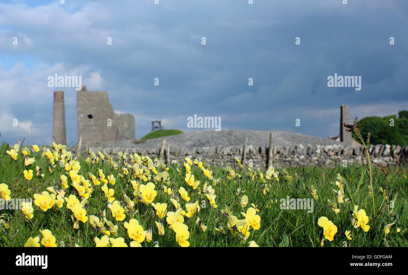 Wild mountain pansies (viola lutea) flower on the spoils of Magpie Mine (pictured); a former lead works in the Peak District, UK Stock Photo