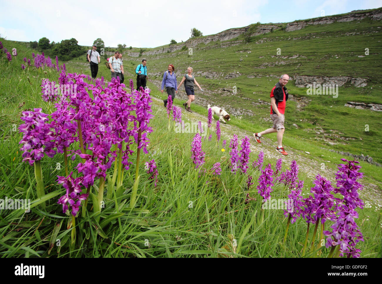 Walkers on a path fringed with early purple orchids (orchis mascula) in Cressbrook Dale, Peak District, Derbyshire UK - spring Stock Photo