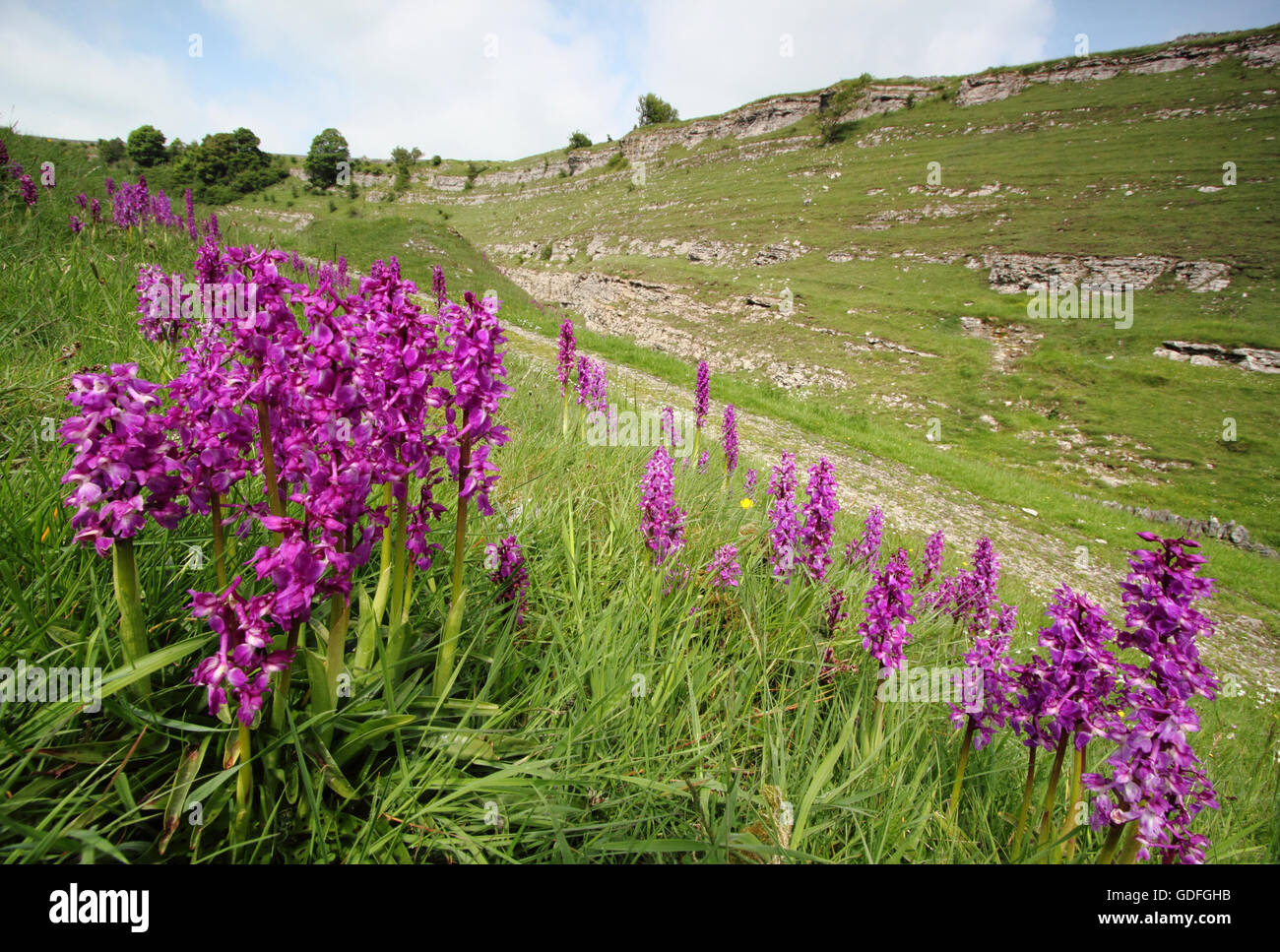 Spikes of flowering wild orchids fringe a popular walking route in Cressbrook Dale nature reserve, Peak District, Derbyshire UK Stock Photo