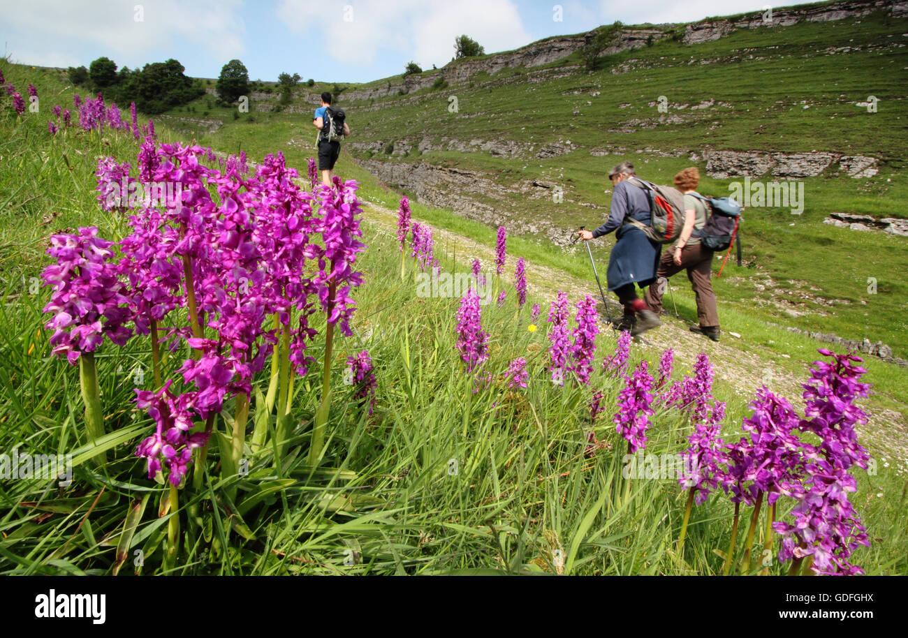Walkers on a path fringed with early purple orchids (orchis mascula) in Cressbrook Dale, Peak District, Derbyshire UK - spring Stock Photo
