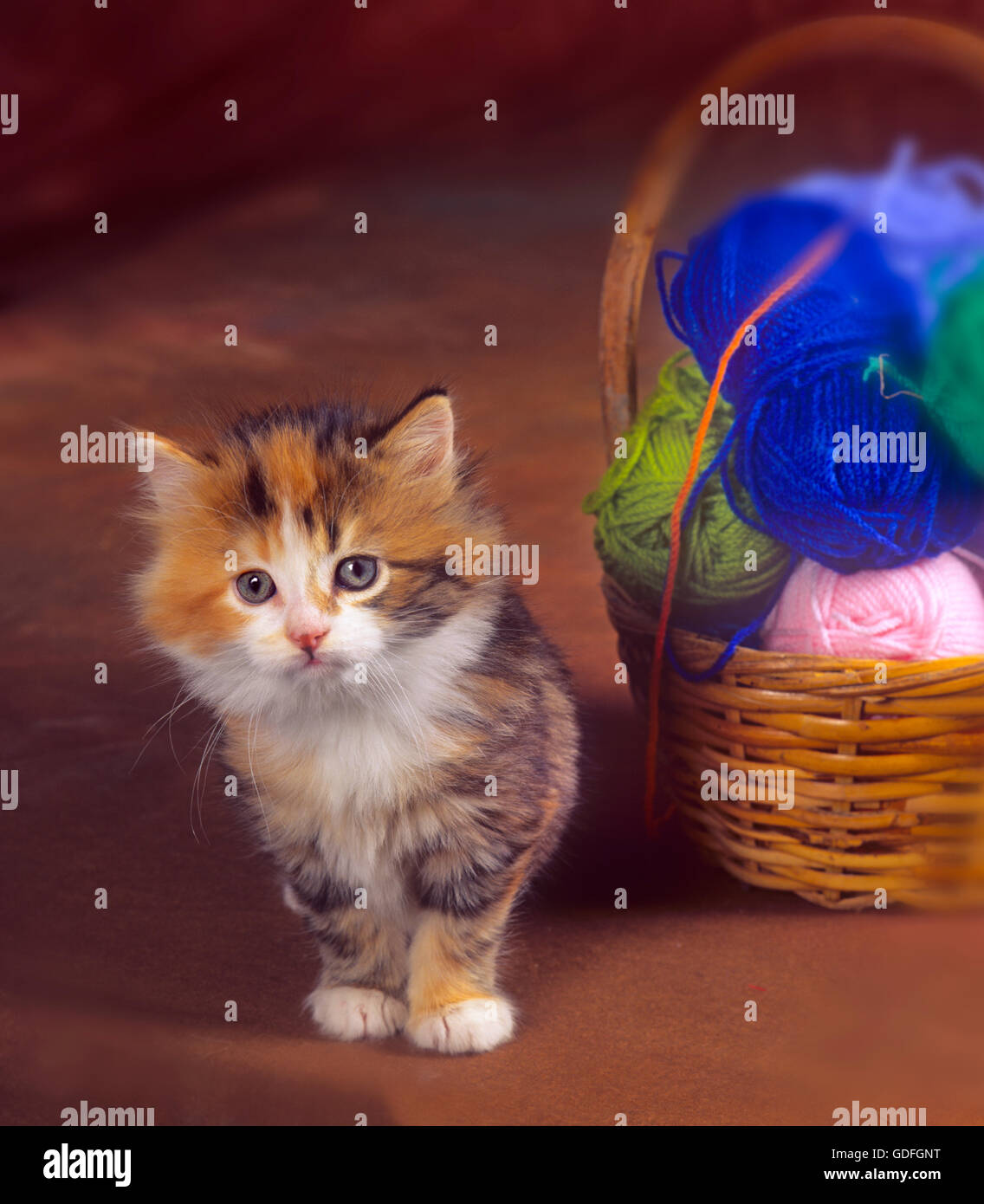 fluffy tortoiseshell kitten for sale