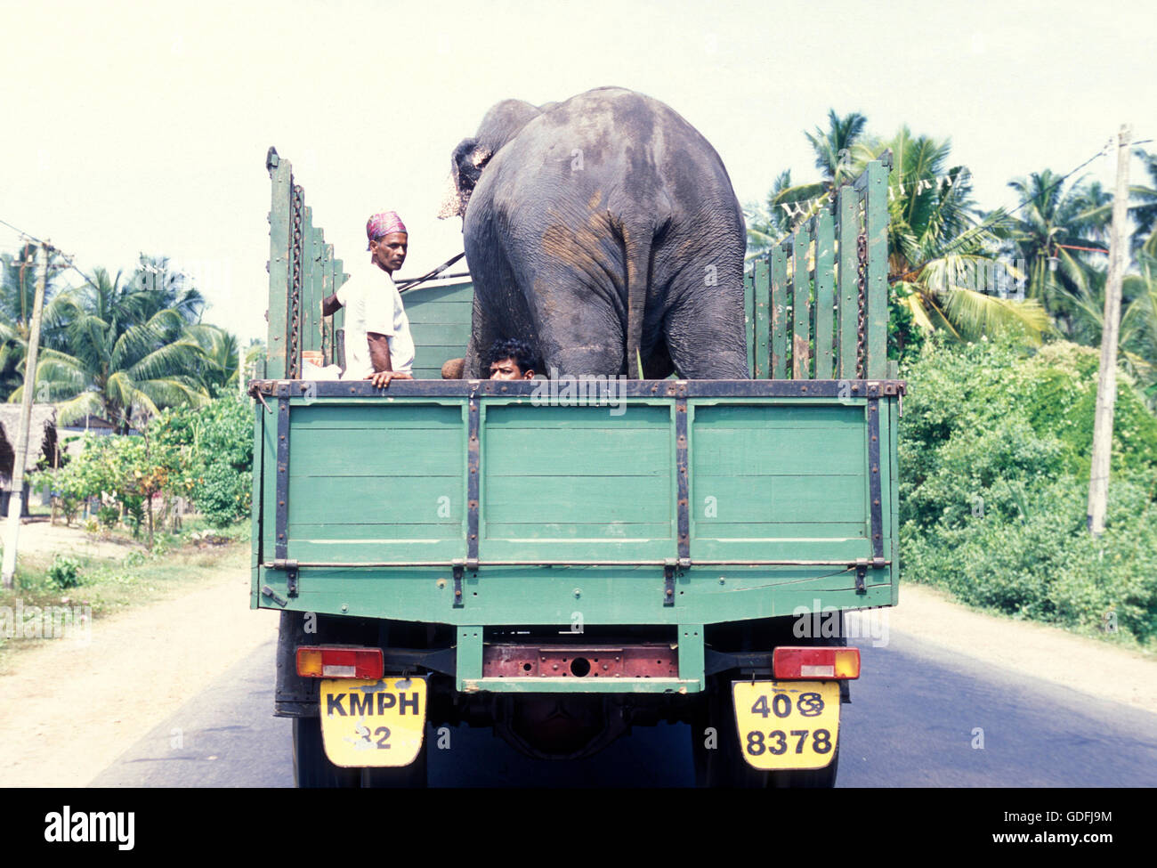 a elephant transport near the town of Nuwara Eliya in the southwest of