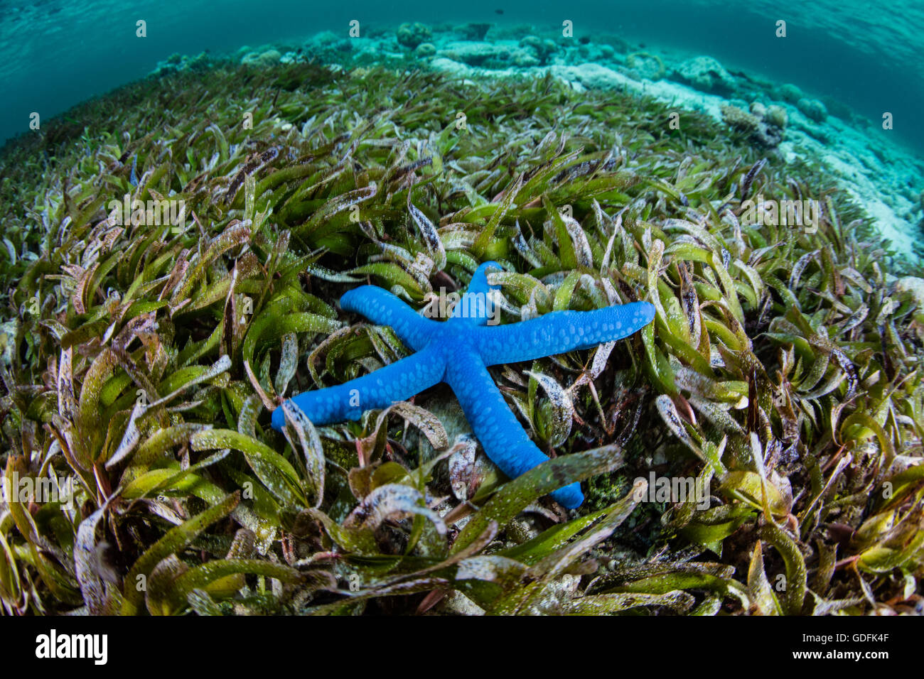 A Blue sea star (Linkia laevigata) lays on a seagrass meadow in Indonesia. This echinoderm is found throughout the Indo-Pacific. Stock Photo
