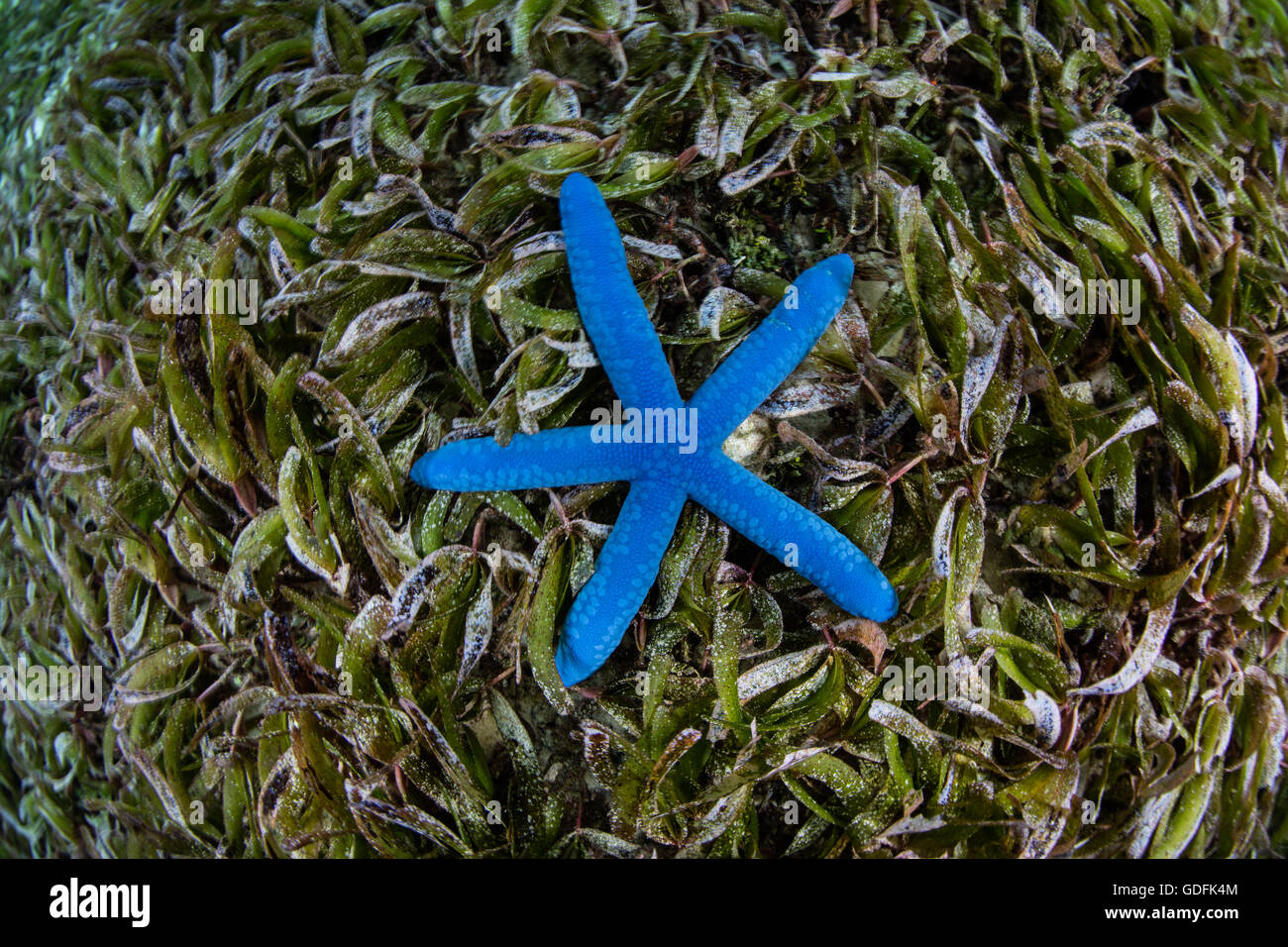 A Blue starfish (Linkia laevigata) lays on a seagrass meadow in Wakatobi National Park, Indonesia. Stock Photo