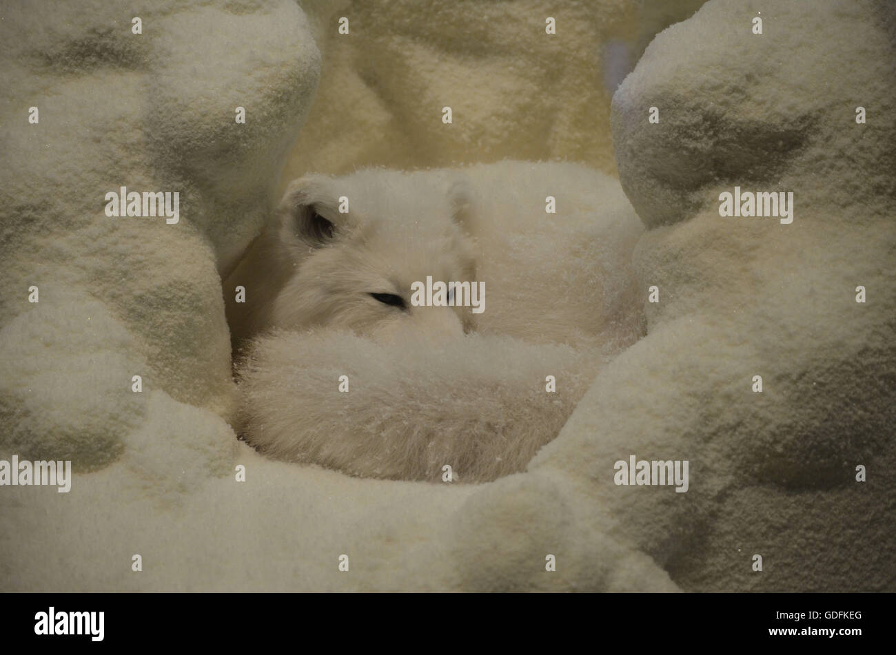 Curled up arctic fox in a snow cave. Stock Photo