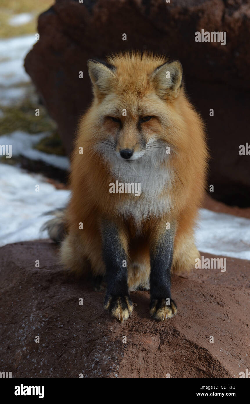 Red fox sitting on rock hi-res stock photography and images - Alamy