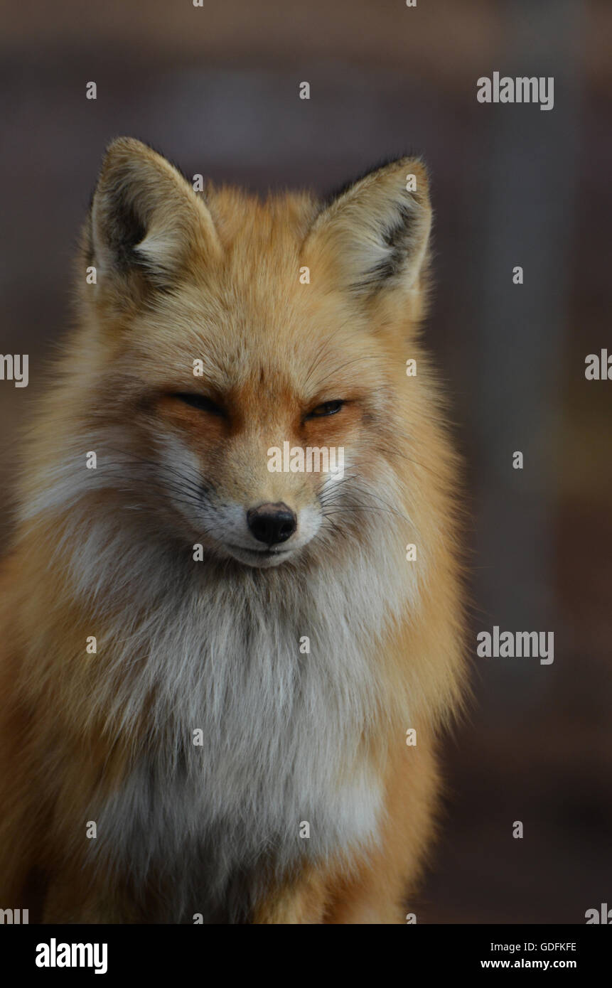 Get Up Close and Personal with the Gorgeous Alena German Redfox