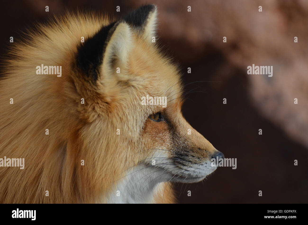 Pointy nose hi-res stock photography and images - Alamy