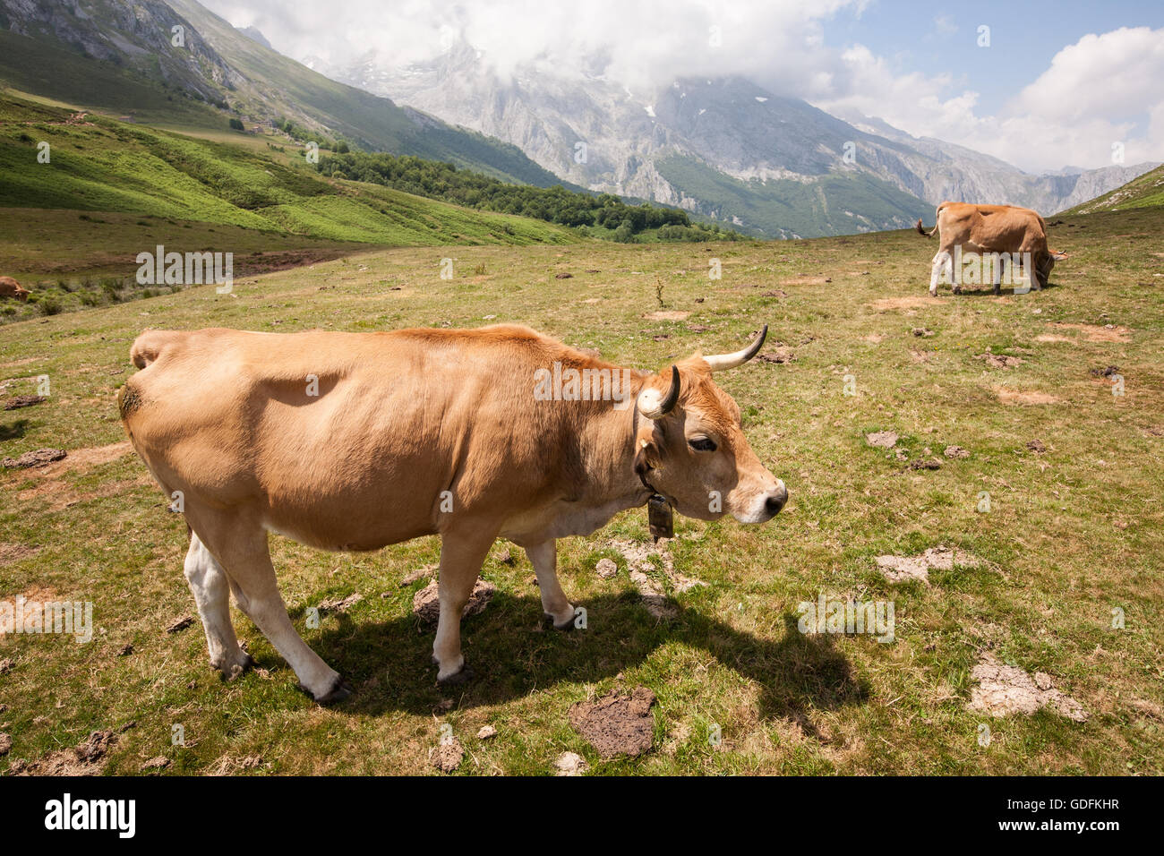 Hiking in Picos de Europe,Europa National Park,Spain, Cows,dairy cattle