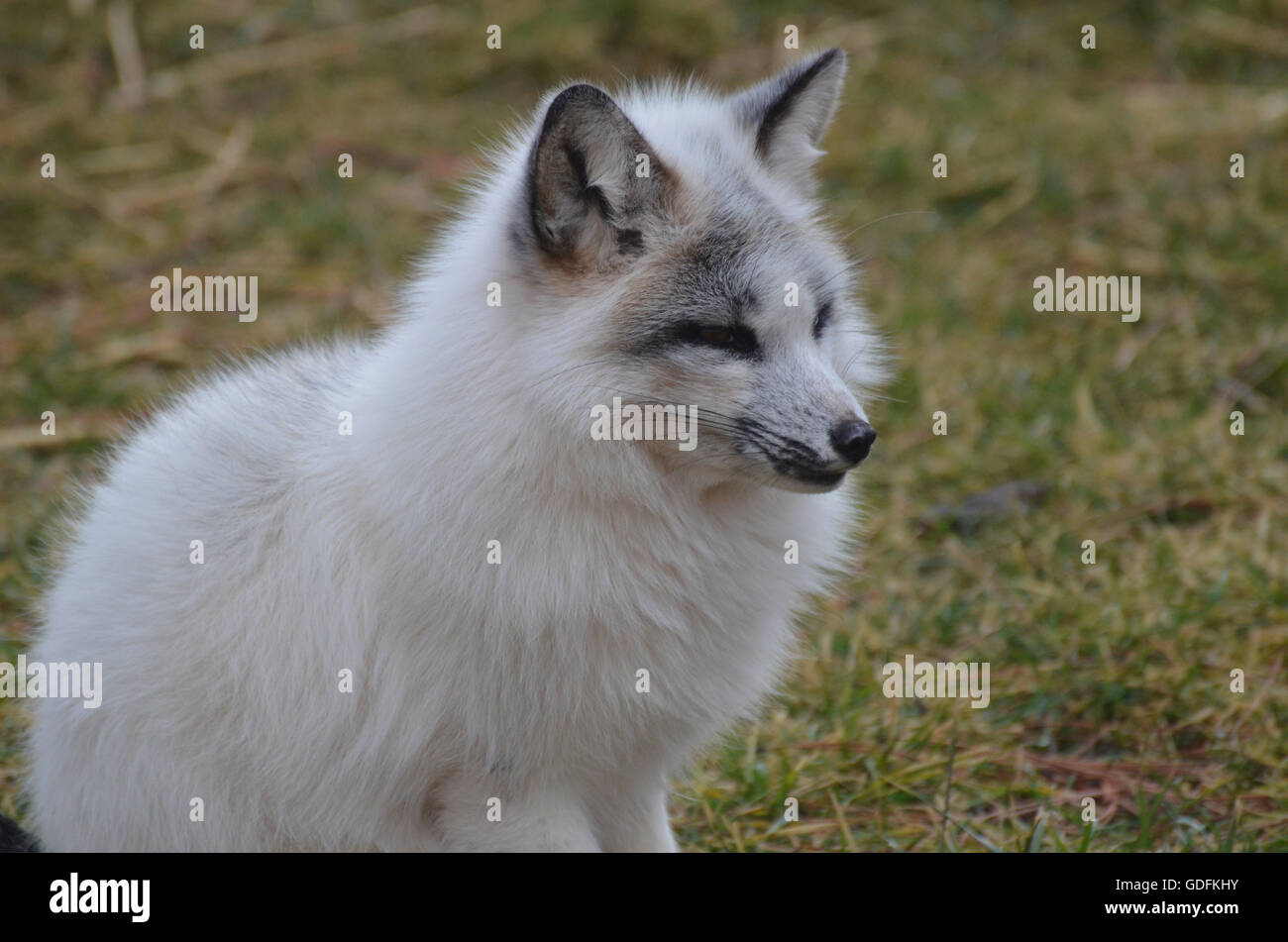 Really cute fluffy white fox sitting Stock Photo Alamy