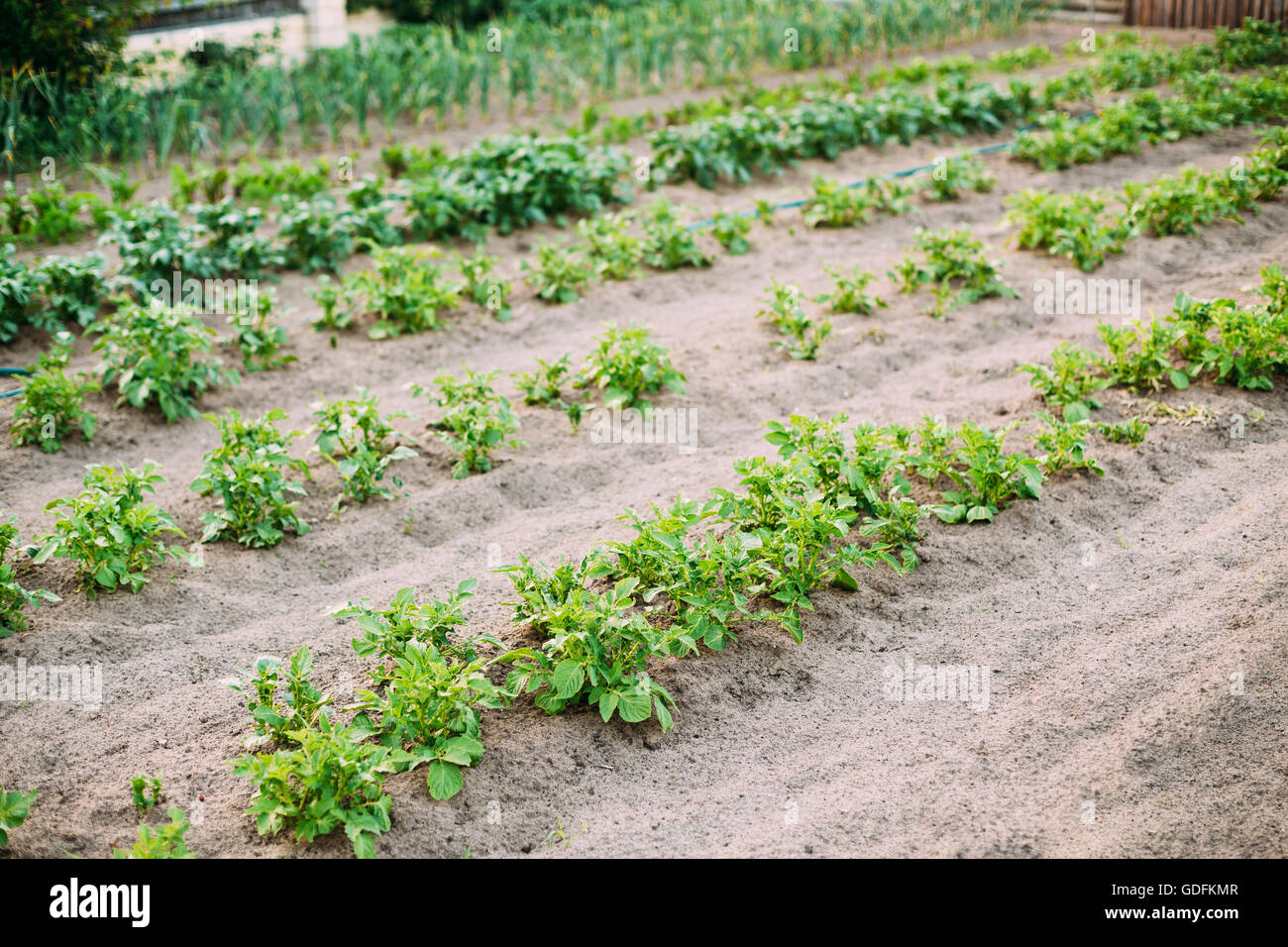 Potatoes Plants Growing In Raised Beds In Vegetable Garden. Summer Season Stock Photo