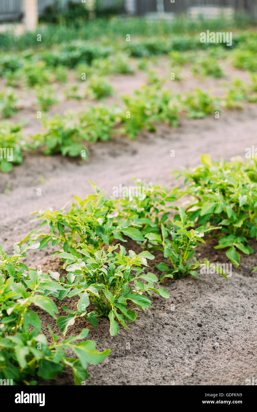 Potatoes Plants Growing In Raised Beds In Vegetable Garden. Summer Season Stock Photo