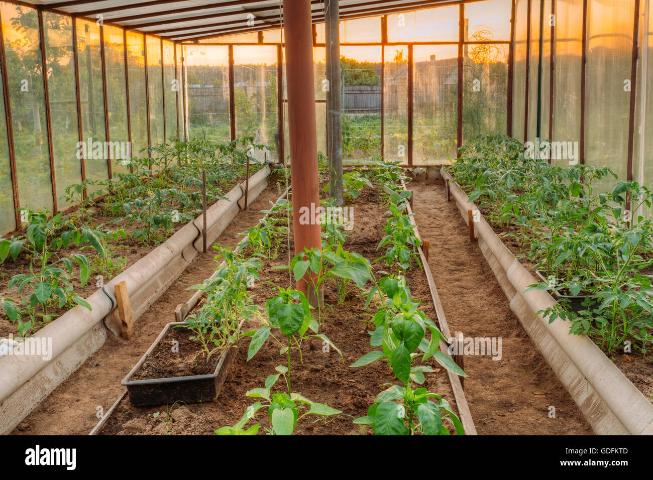 Tomatoes Vegetables Growing In Raised Beds In Vegetable Garden And Hothouse Or Greenhouse. Summer Season Stock Photo