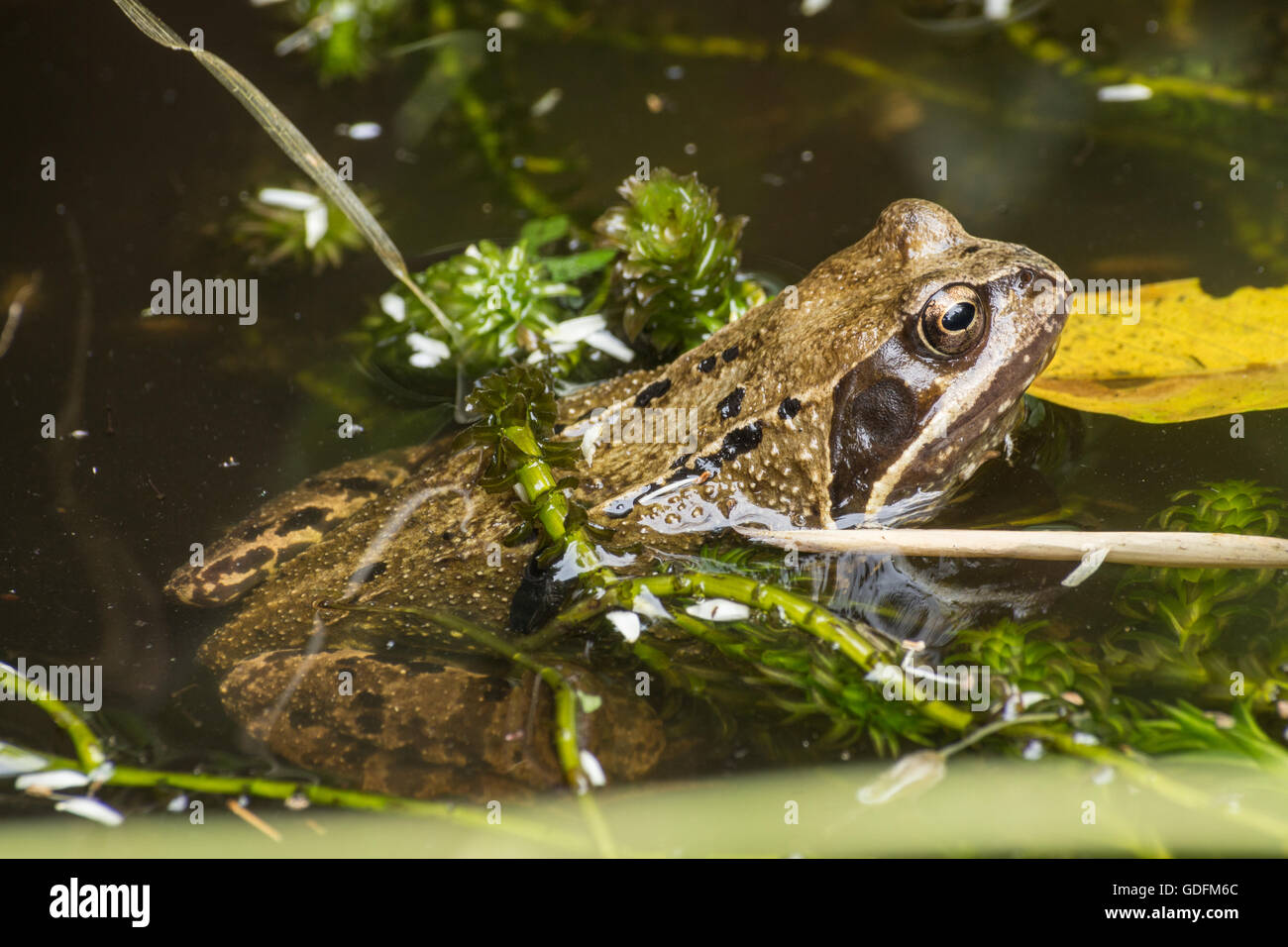 Common frog, Rana temporaria in garden pond Stock Photo
