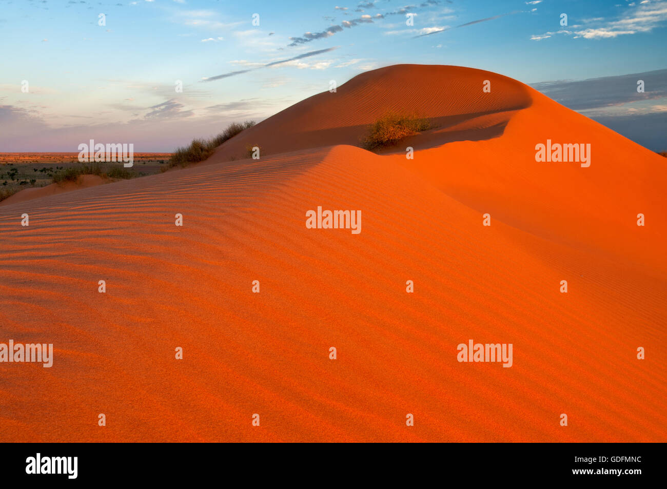 Western side of a Simpson Desert dune in afterglow. Stock Photo