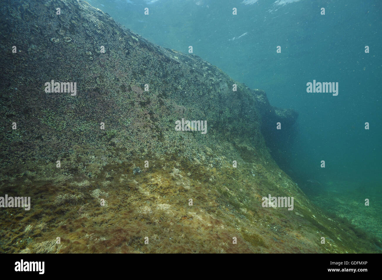 Barren rocky reef underwater Stock Photo