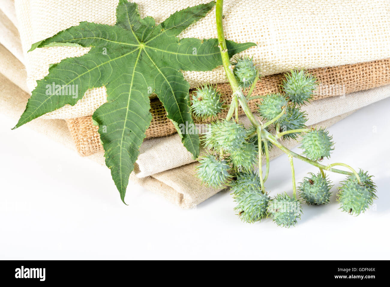 castor plant and linen Stock Photo Alamy
