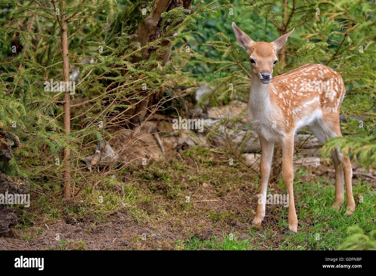 Baby fallow deer in the forest Stock Photo