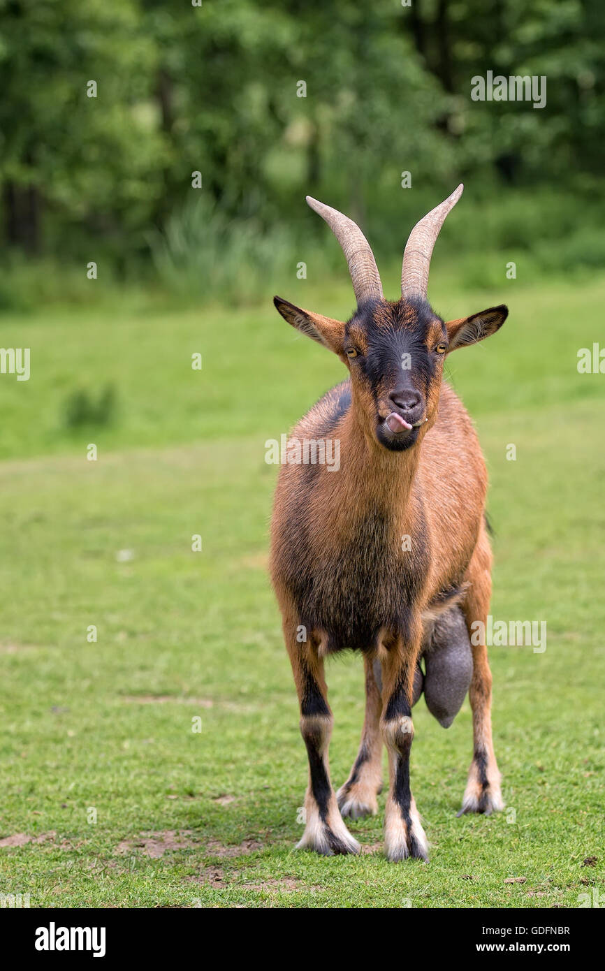 Goat in a clearing Stock Photo