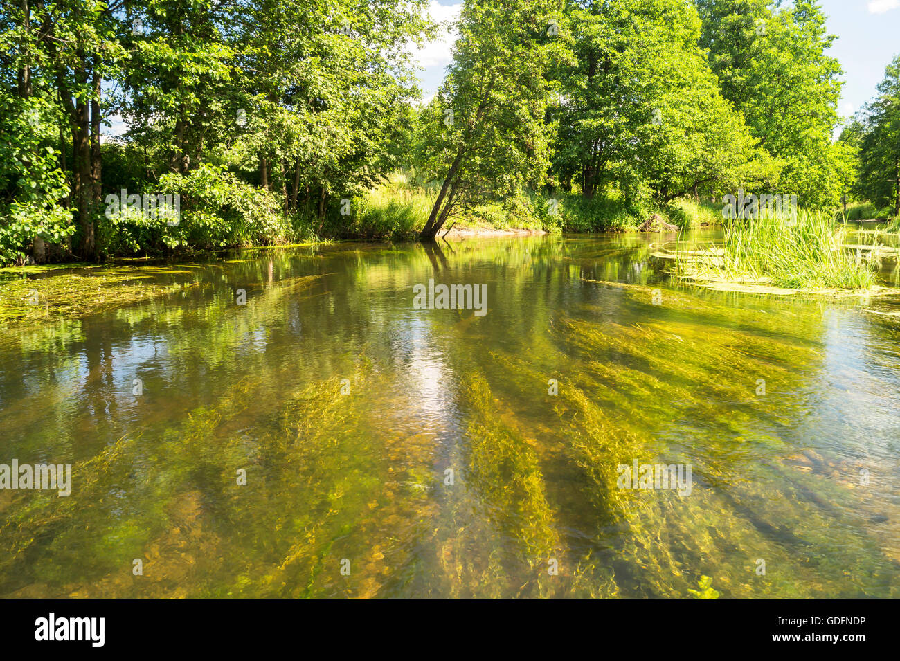 River Landscape With Transparent Water On Background Green Tree