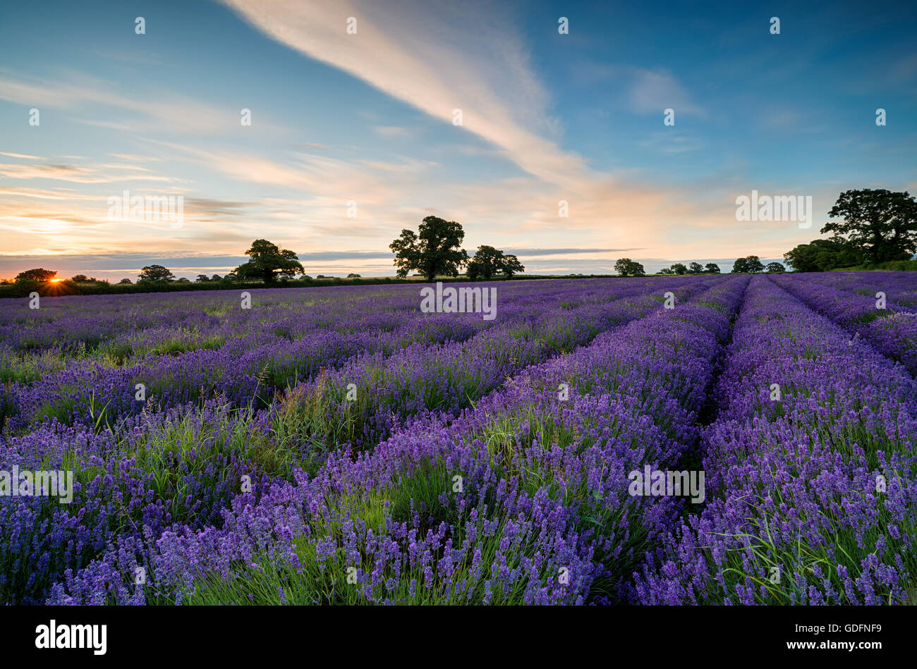 Sunrise over a field hi-res stock photography and images - Alamy