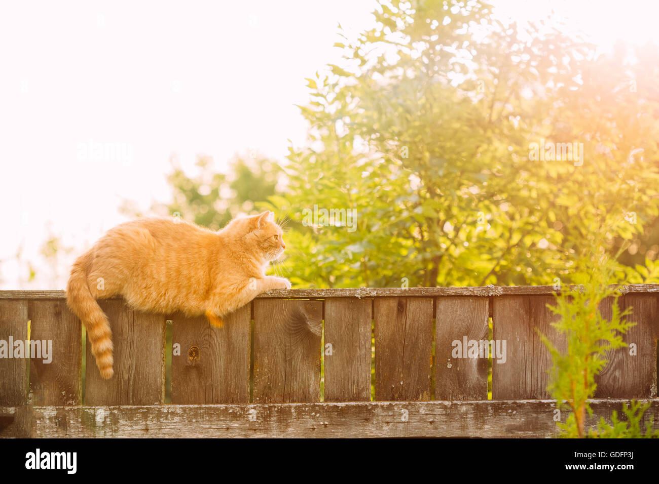 Funny Fat Red Cat Sitting On Fence In Summer Sunny Day Stock Photo - Alamy
