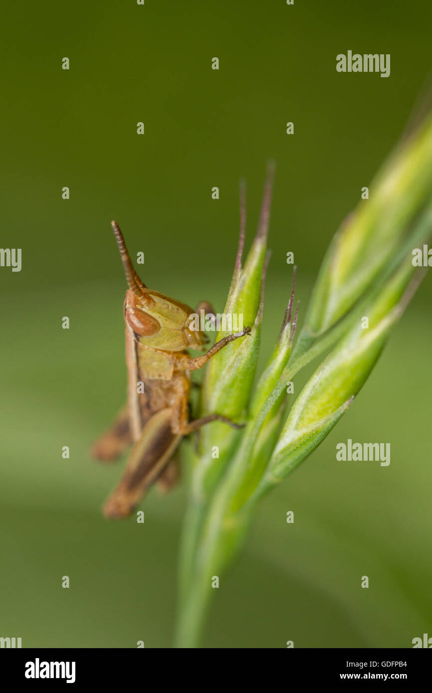 Grassland insect hires stock photography and images Alamy