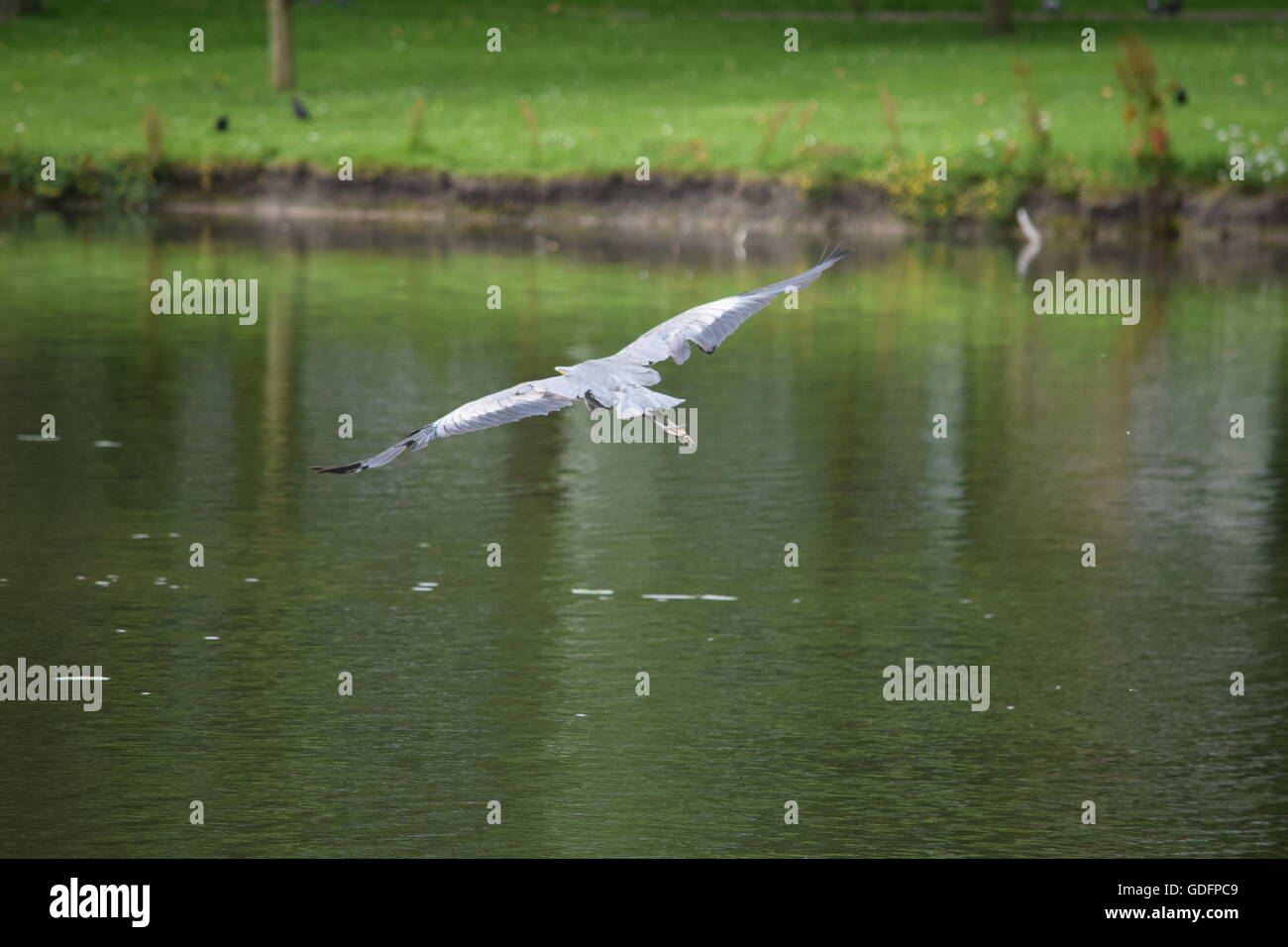 Heron flying over the water Stock Photo