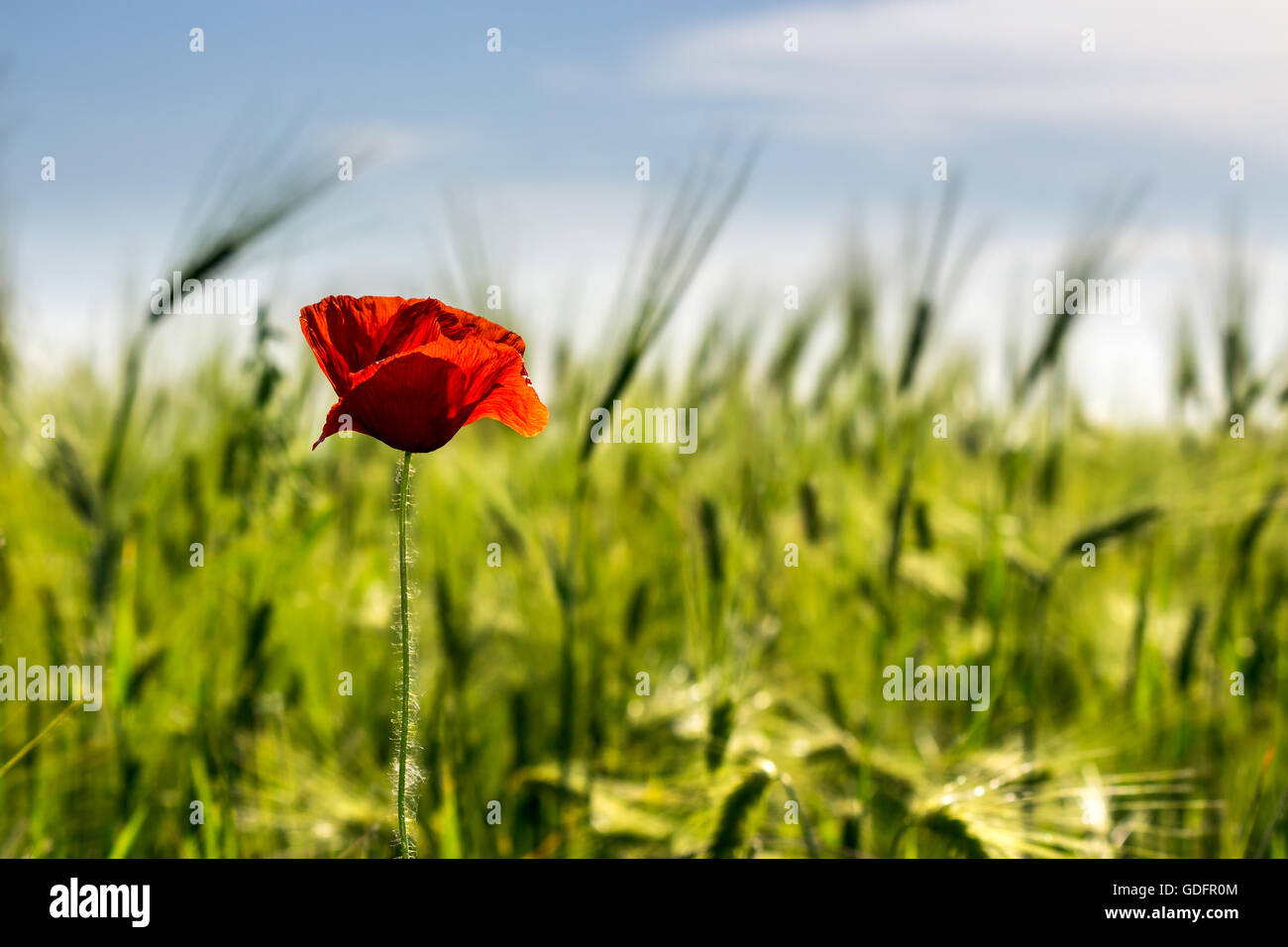 one big red poppy flower in the green wheat field in summer Stock Photo