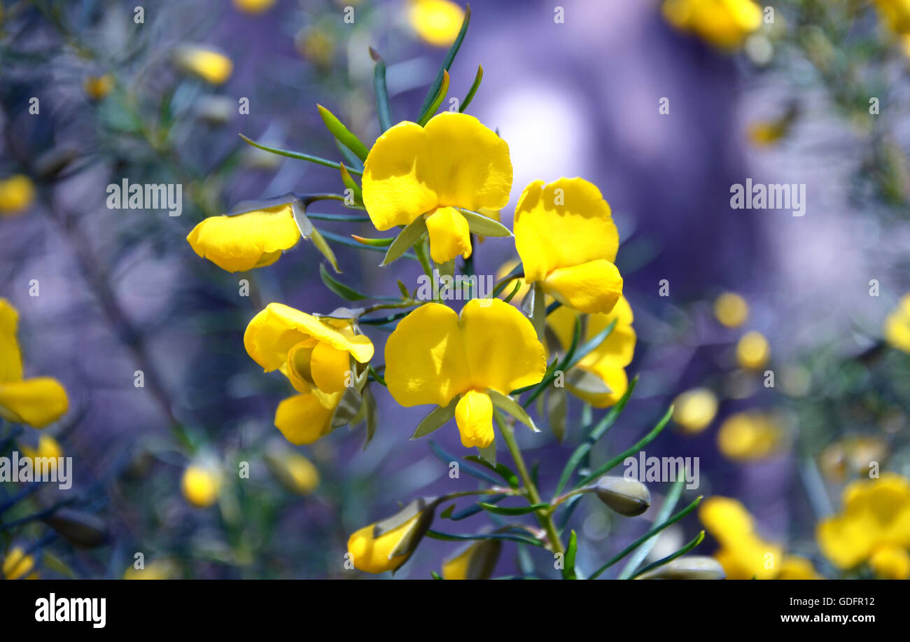 Yellow flowers of the Australian native Large Wedge Pea (Gompholobium grandiflorum), Sydney, Australia Stock Photo