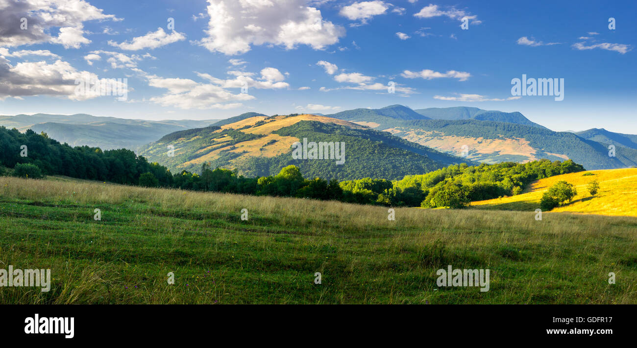 panoramic summer landscape. row of trees on a meadow in high mountains ...