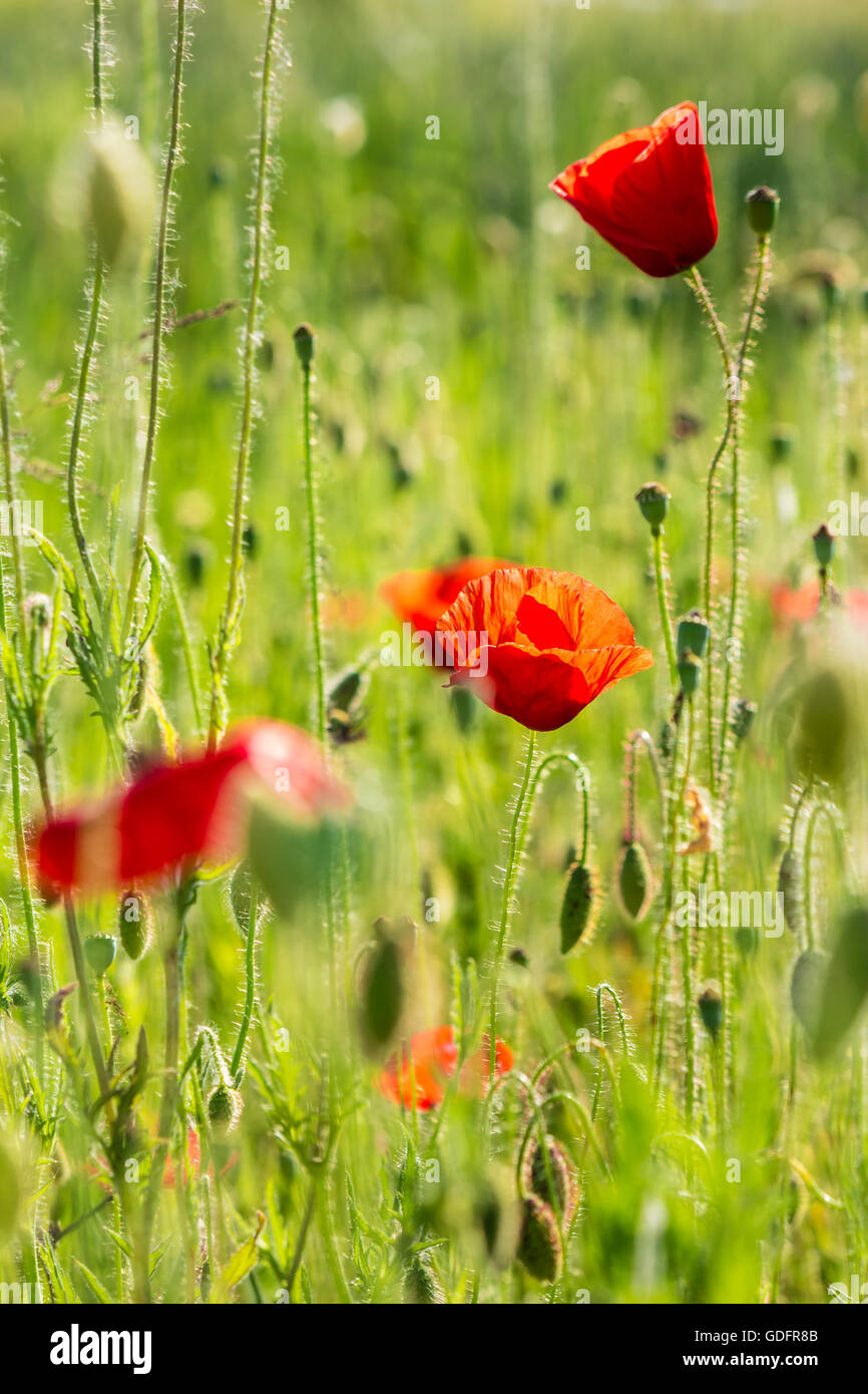 big red poppy flower in the green wheat field in summer close up Stock Photo