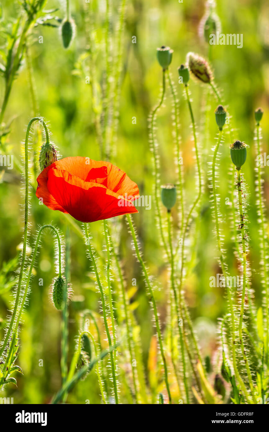 big red poppy flower in the green wheat field in summer close up Stock Photo